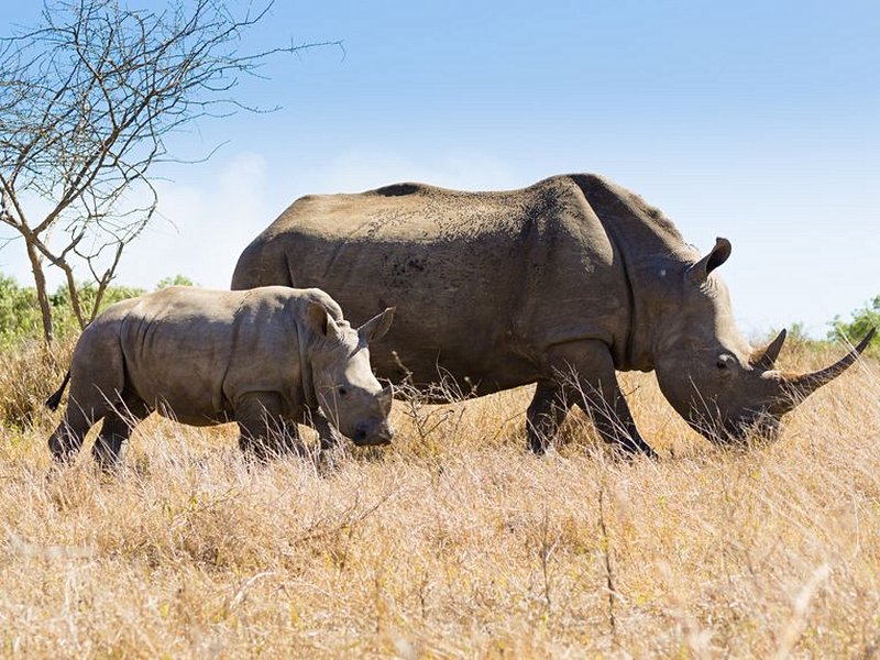Hluhluwe–iMfolozi Park