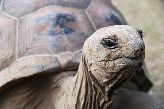 François Leguat Giant Tortoise and Cave Reserve