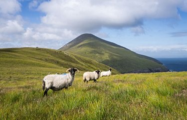 Des moutons sur l'île d'Achill