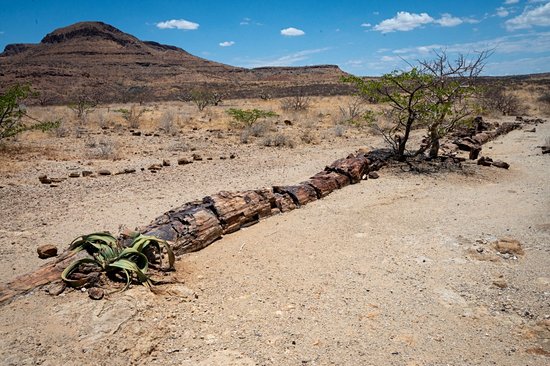 Petrified Forest