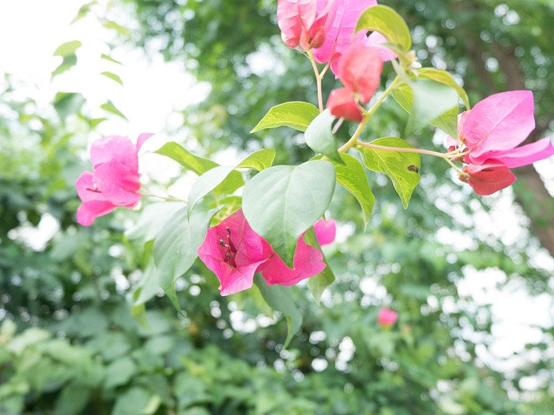 L’explosion exotique de Mount Usher Gardens