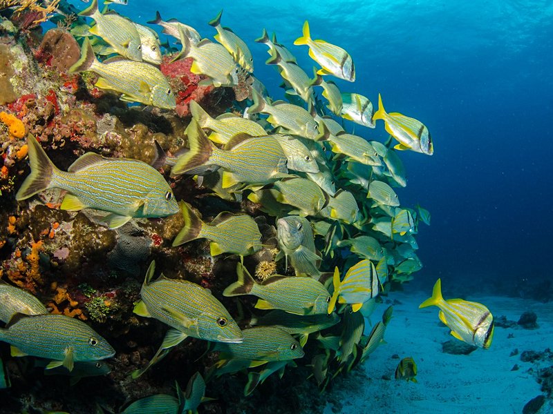 Faire de la plongée sur le récif de la Riviera Maya
