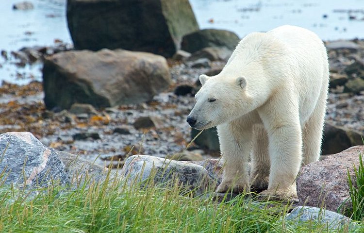 La région de Manitoba avec ses ours blancs