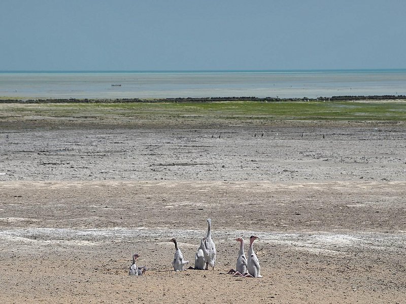 Al Aaliya Island