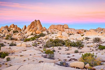 Parc national de Joshua Tree
