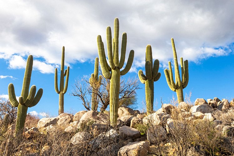 Saguaro, Arizona 3