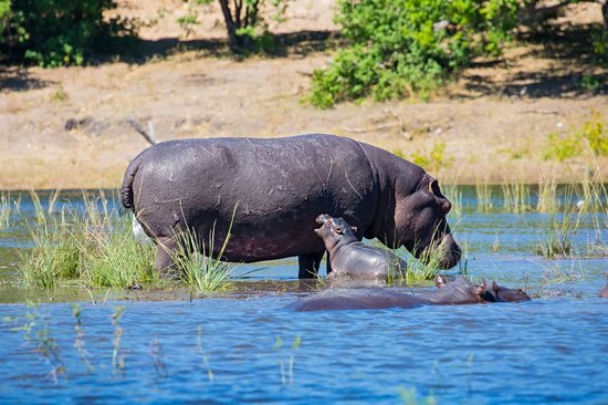 Parc national de Chobe