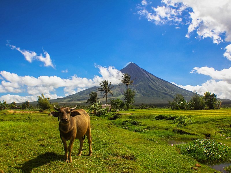 Carabao