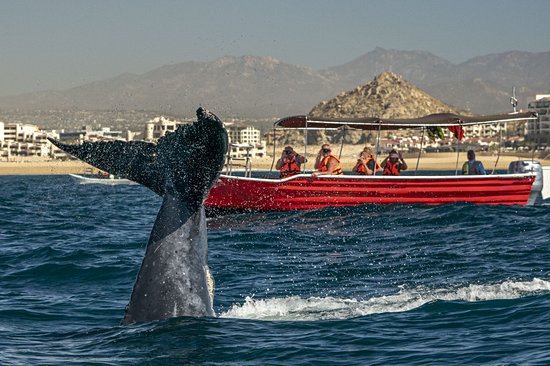 Cabo San Lucas