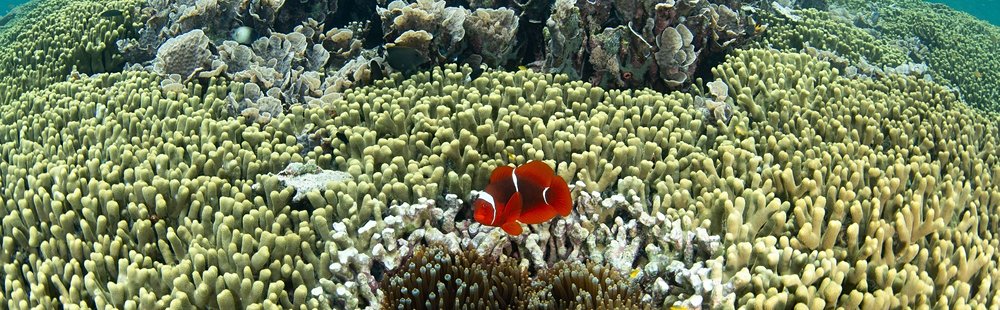 Les îles Banda, Moluques