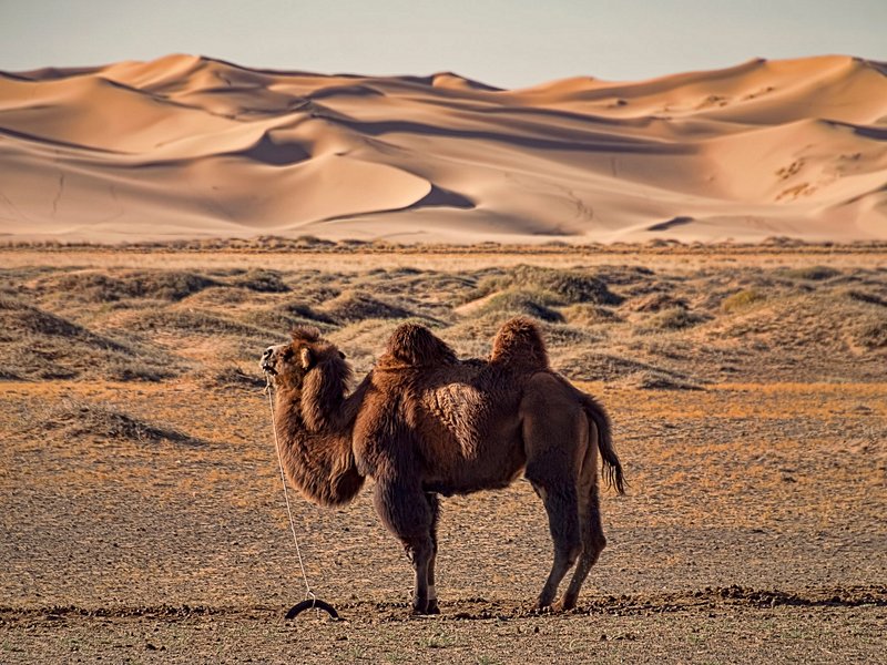 Désert de Gobi