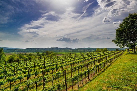 Région viticole de la Vipava