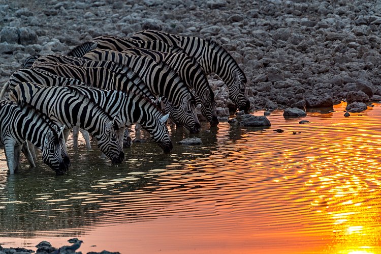 Etosha 4