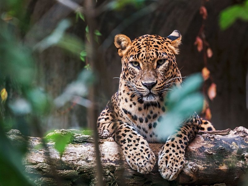 Parc National de Yala