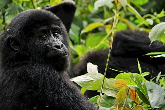 Bwindi