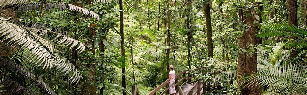 Daintree