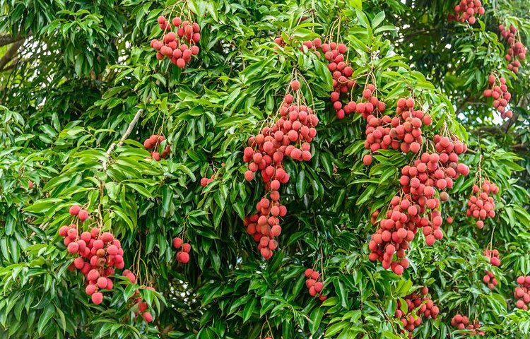 Arbre à litchis