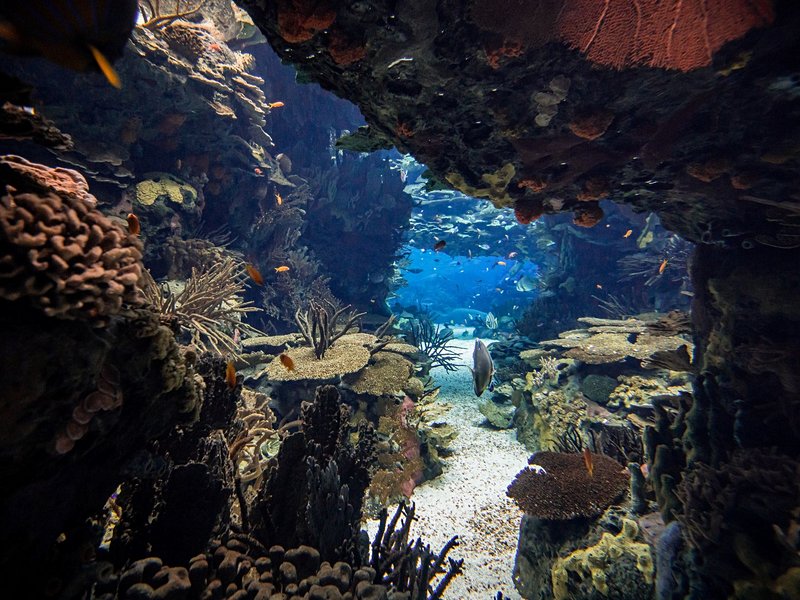 L'Océanarium