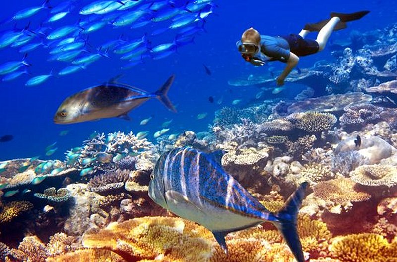 Explorer la beauté des fonds marins