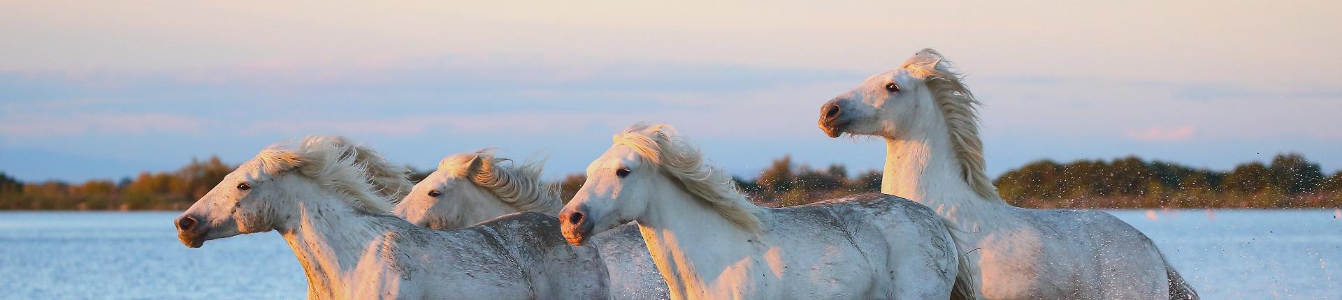 Camargue