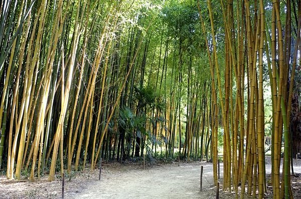 Se perdre au milieu des bambous géants
