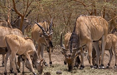 Antilopes dans la réserve de Bandia