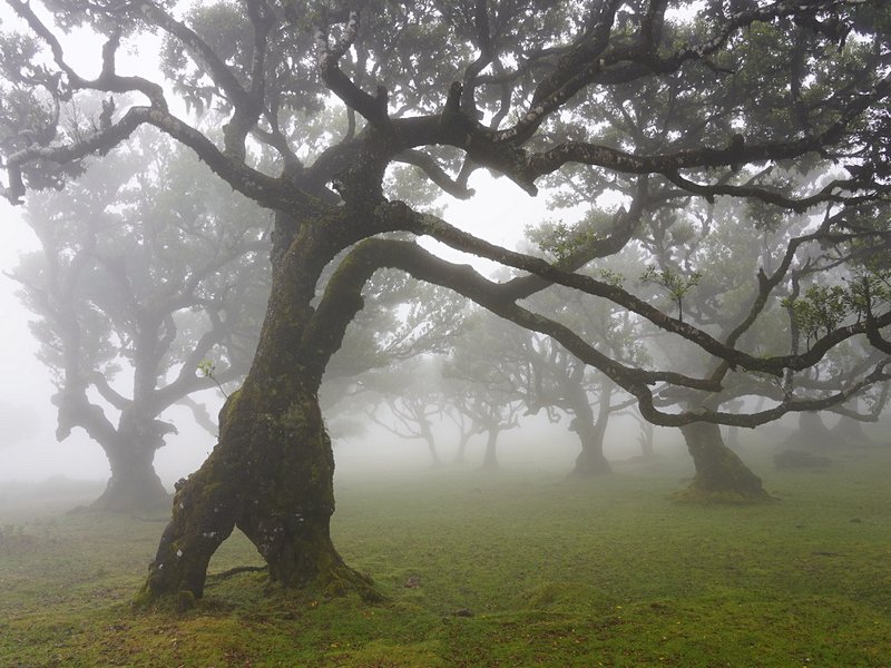Forêt primaire de Fanal