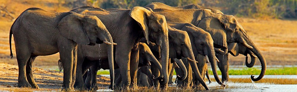 Parc national de Chobe