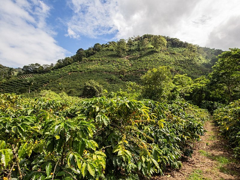 Visiter une Finca de café costaricien