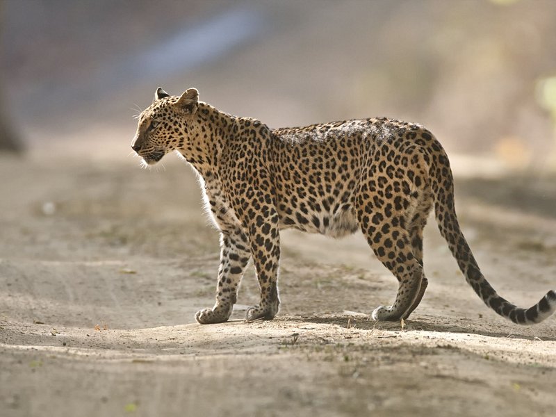 Parc national de Kanha