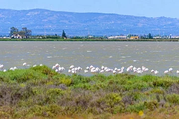 Delta de l’Ebre