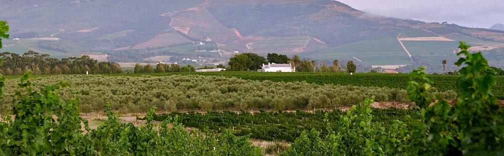 Les Vignobles