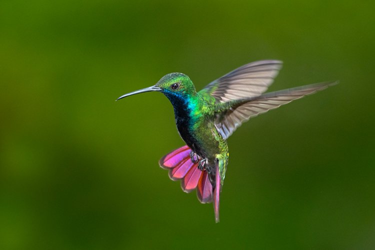 Colibri