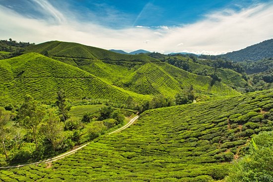 Boh Tea Plantation