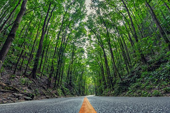 Traverser la forêt de Bilar (Man-made Forest)