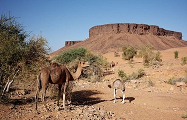 Chameaux dans les oasis de l'Adrar