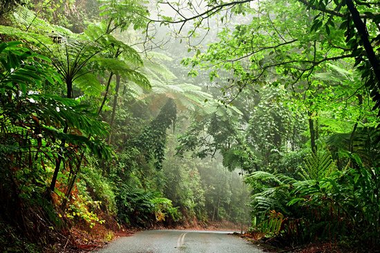 Daintree