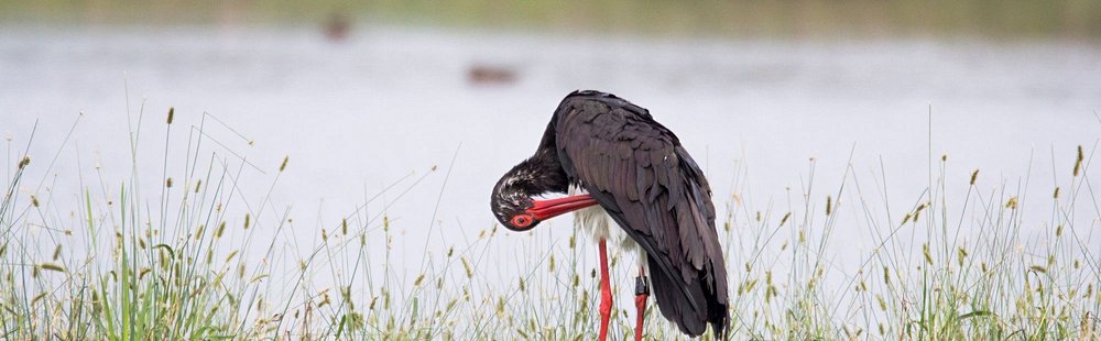 Parc national de la Kéran et la réserve de faune Oti-Mandouri