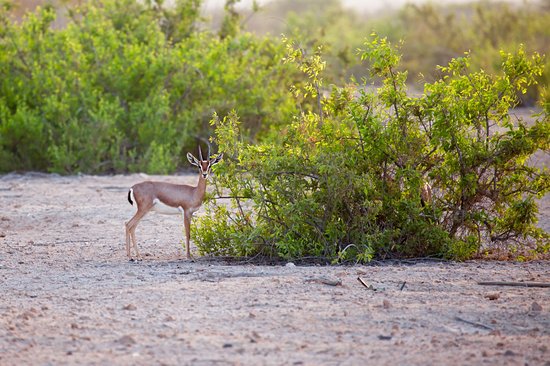 Sir Bani Yas