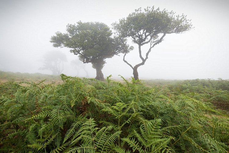 La forêt primaire de Fanal