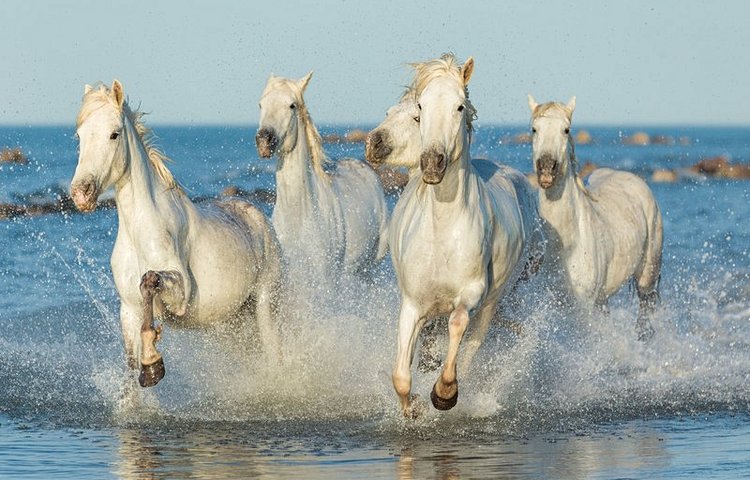 Des chevaux blancs de Camargue