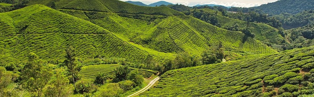 Boh Tea Plantation