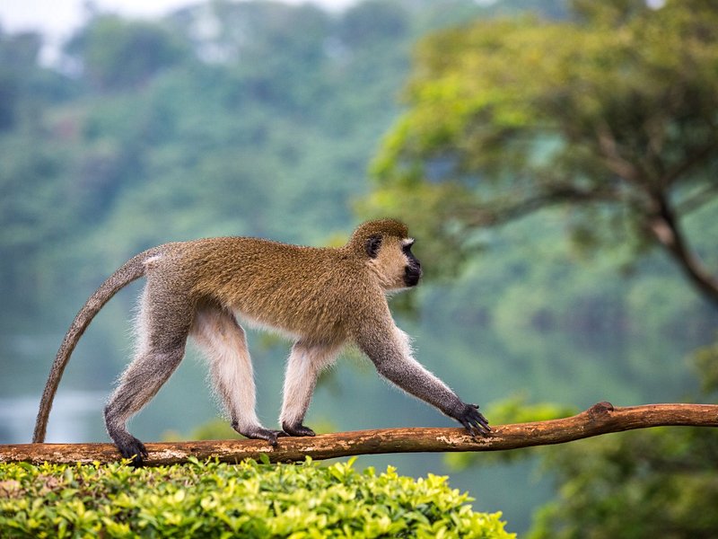 Jinja