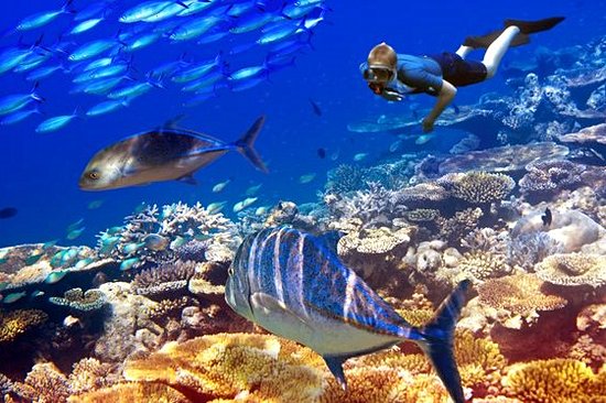 Explorer la beauté des fonds marins
