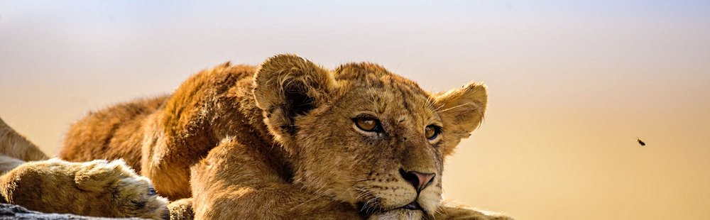 Observer les animaux du Serengeti