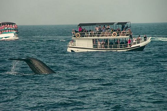 Observer les baleines 