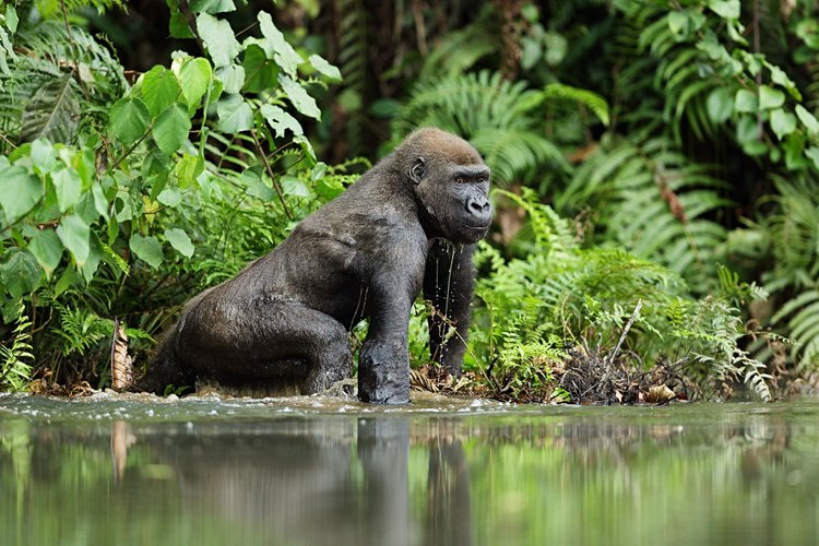 Le Parc national de Nouabalé Ndoki