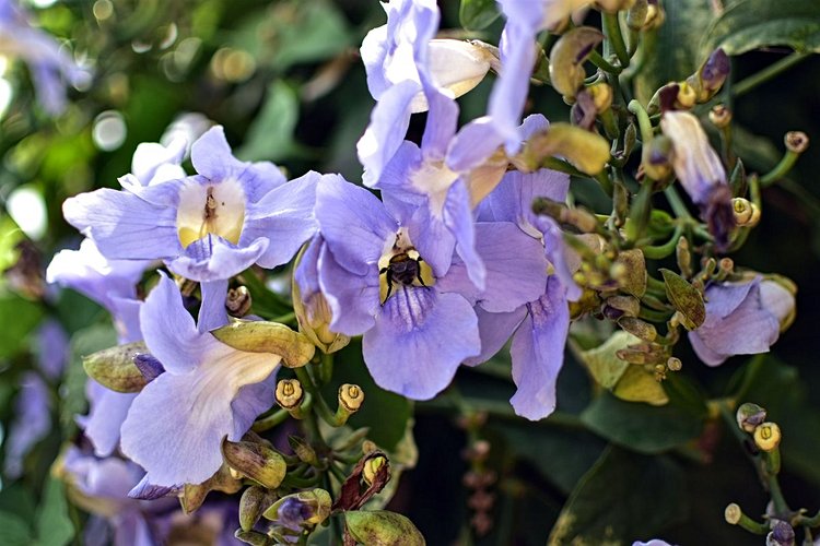 Orchidées