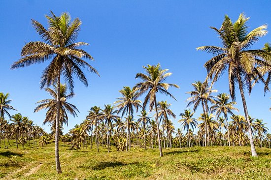 Sambava