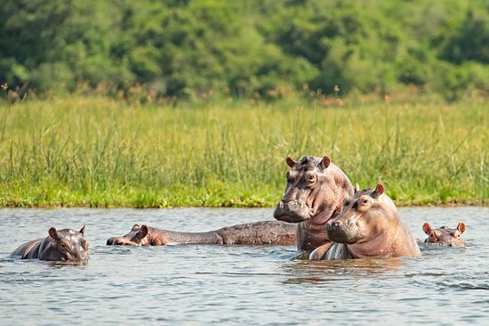 Parc national Murchison Falls